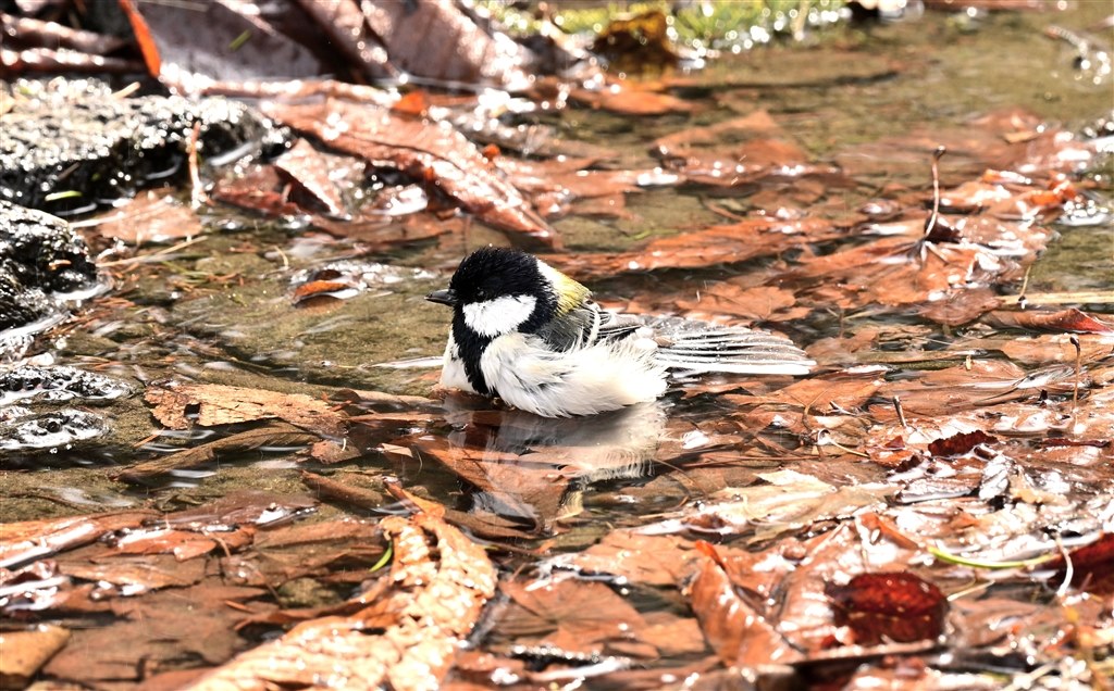 Zf・Z50Ⅱと散歩兼鳥やリス撮影』 ニコン NIKKOR Z 180-600mm f/5.6