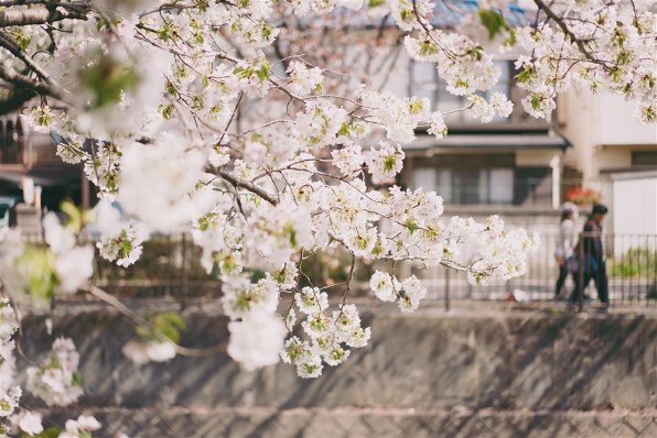 値下げ可 FE 55mm F1.8 za SONY 単焦点レンズ 作例あり レンタル] SONY FE 55mm F1.8 ZA - ソニーEマウント標準単焦点