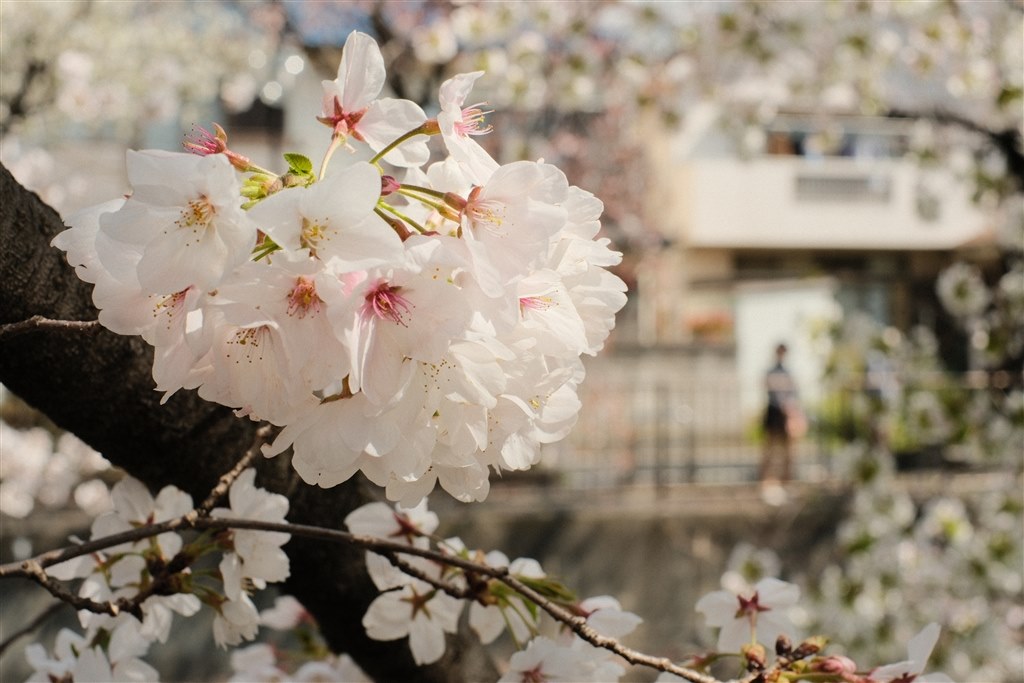 片手でスナップできるようになりました』 富士フイルム FUJIFILM X-M5