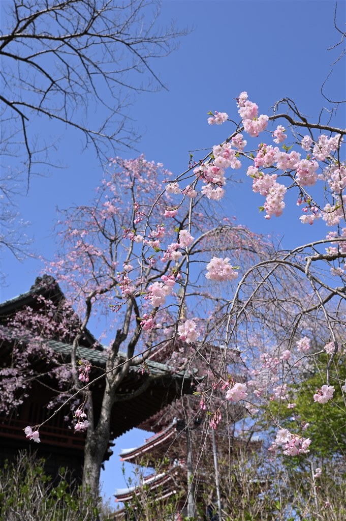 難しい画角のレンズだと思います』 ニコン NIKKOR Z 35mm f/1.8 難しい画角のレンズだと思います』 ニコン NIKKOR Z 35mm f/1.8