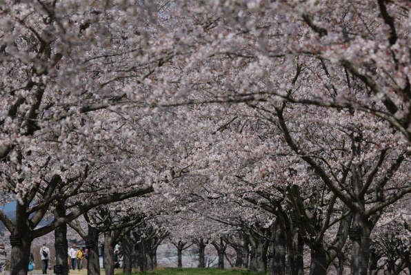 シグマ 150-600mm F5-6.3 DG DN OS [ソニーE用]で撮影された写真
