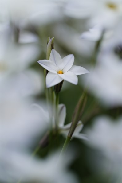 パナソニック LUMIX S 100mm F2.8 MACRO S-E100で撮影された写真