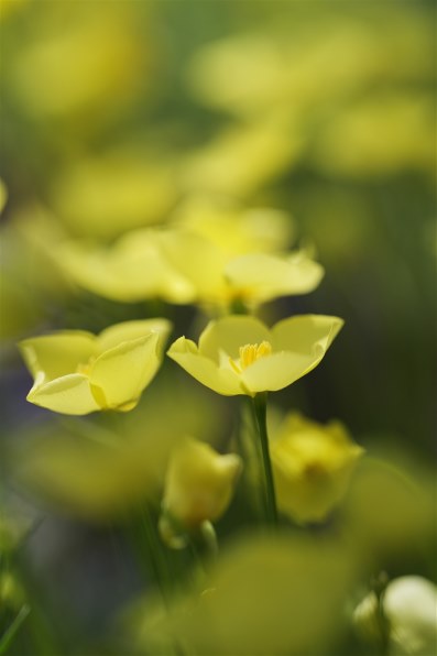 パナソニック LUMIX S 100mm F2.8 MACRO S-E100で撮影された写真