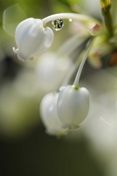 パナソニック LUMIX S 100mm F2.8 MACRO S-E100で撮影された写真