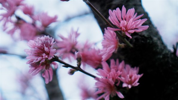 SONY E 35mm F1.8 OSS SEL35F18投稿画像・動画 - 価格.com SONY E 35mm F1.8 OSS SEL35F18投稿画像・動画 - 価格.com