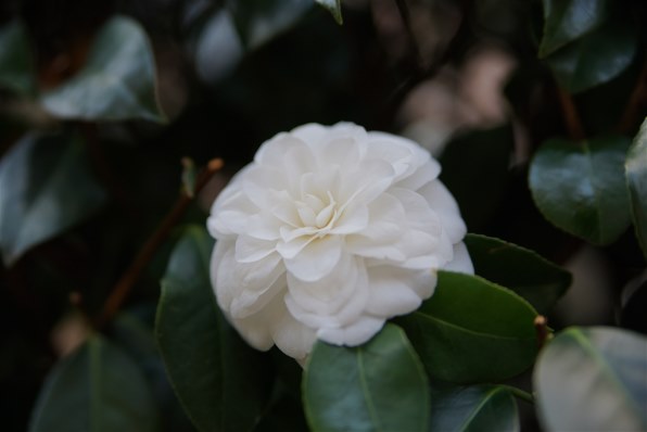 SONY α7 II ILCE-7M2K ズームレンズキットで撮影された写真 SONY α7 II ILCE-7M2K ズームレンズキットで撮影された写真
