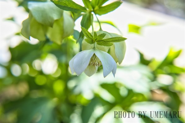 SONY α7R V ILCE-7RM5 ボディ投稿画像・動画 - 価格.com SONY α7R V ILCE-7RM5 ボディ投稿画像・動画 - 価格.com