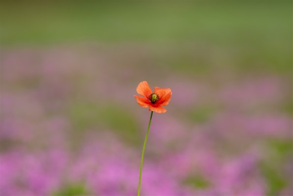 コニカ ミノルタ ハイスピードAFアポテレ400mmF4.5Gで撮影された写真