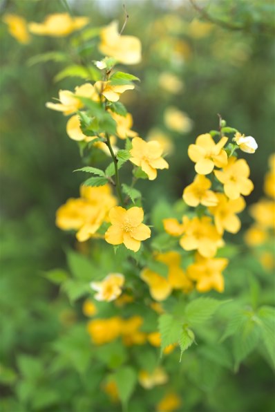 CANON EF35mm F1.4L II USM投稿画像・動画 - 価格.com