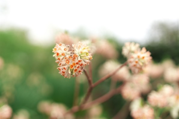 CANON EF35mm F1.4L II USM投稿画像・動画 - 価格.com