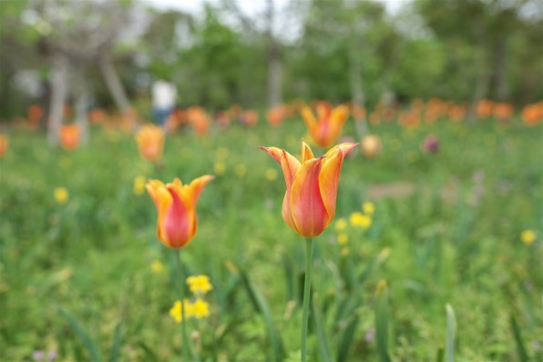 CANON EF35mm F1.4L II USM投稿画像・動画 - 価格.com