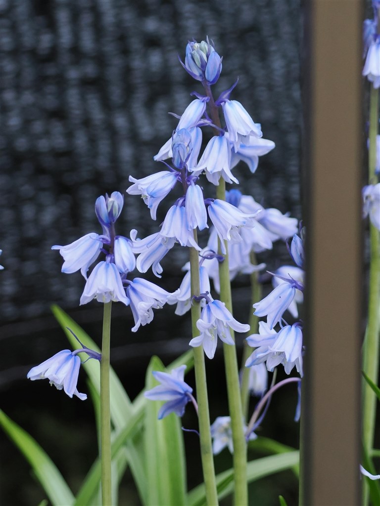 テレコンがすごい』 OMデジタルソリューションズ OM SYSTEM M.ZUIKO