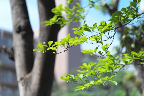 コシナ フォクトレンダー MACRO APO-LANTHAR 110mm F2.5で撮影された