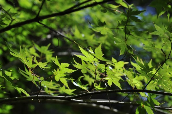 シグマ 17-50mm F2.8 EX DC OS HSM [ニコン用] 価格比較 - 価格.com