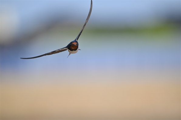 ニコン AF-S NIKKOR 500mm f/5.6E PF ED VR 価格比較 - 価格.com