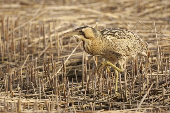 ニコン D7200 ボディで撮影された写真 (レビュー) - 価格.com