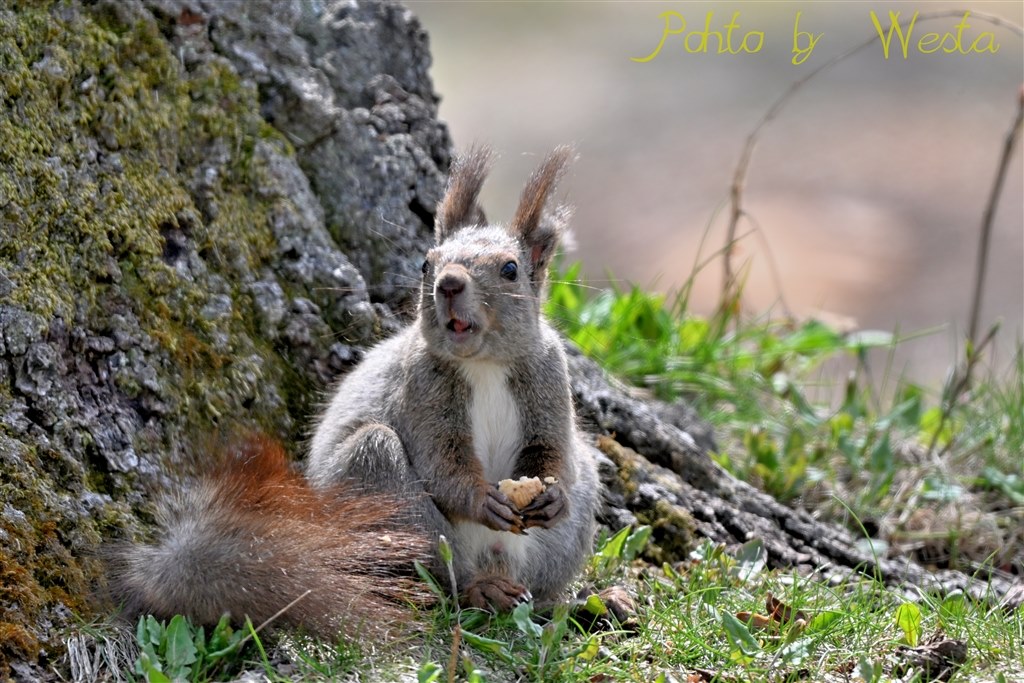 Zf・Z50Ⅱと散歩兼鳥やリス撮影』 ニコン NIKKOR Z 180-600mm f/5.6