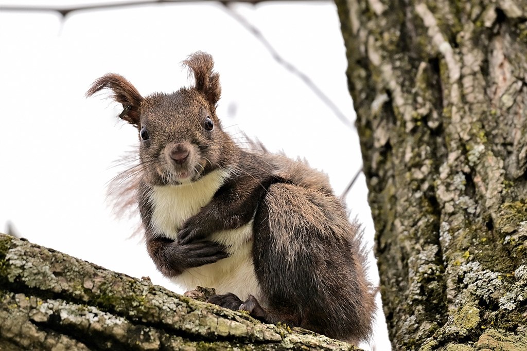 確認用　海外　初期　リス fr150347cr_2.jpg