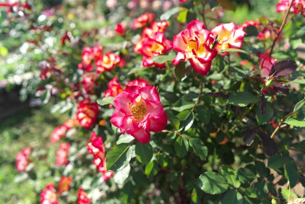 カールツァイス Batis 2/25 価格比較 - 価格.com