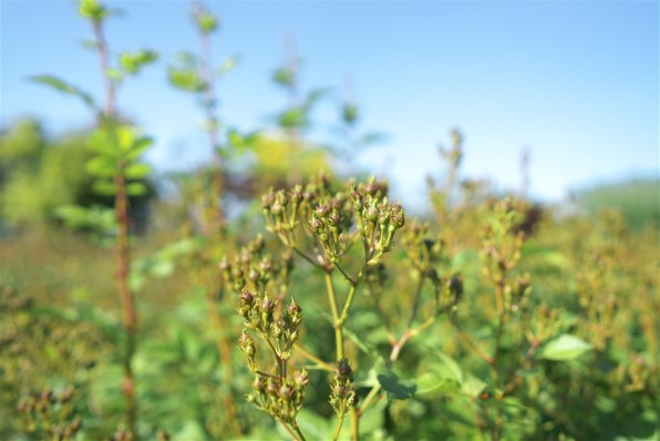 カールツァイス Batis 2/25 価格比較 - 価格.com