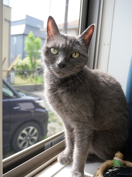 パナソニック LUMIX G VARIO 14-45mm/F3.5-5.6 ASPH./MEGA O.I.S. H