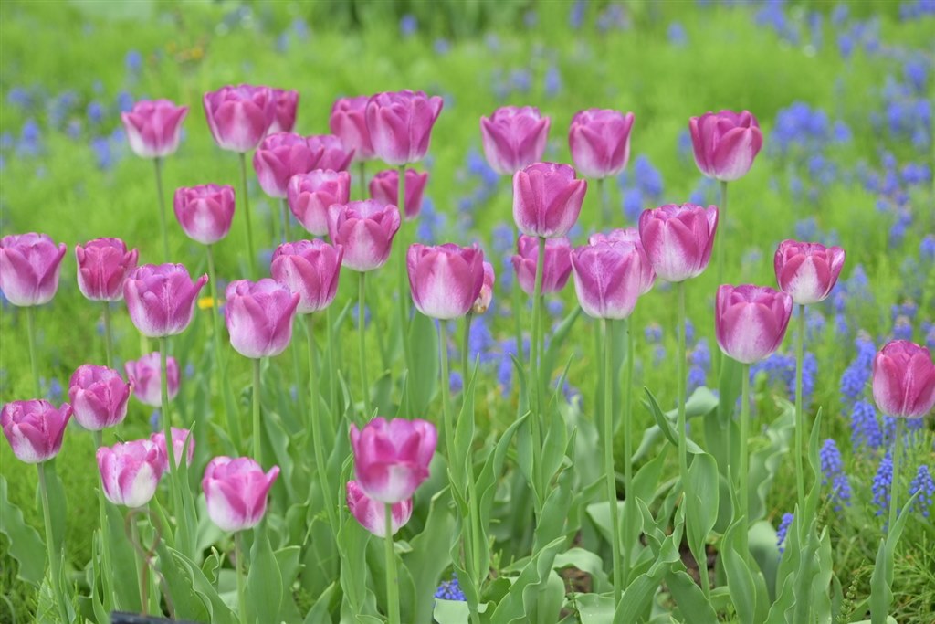 古くてもマイクロニッコールは良いレンズ』 ニコン AI AF Micro Nikkor