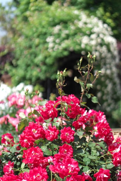 SONY E 50mm F1.8 OSS SEL50F18投稿画像・動画 - 価格.com