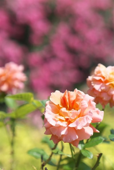SONY E 50mm F1.8 OSS SEL50F18投稿画像・動画 - 価格.com