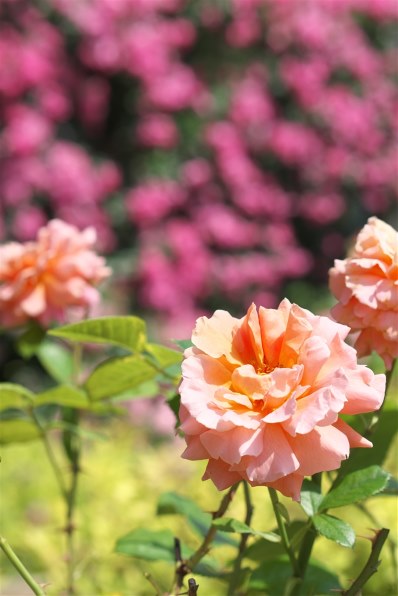 SONY E 50mm F1.8 OSS SEL50F18投稿画像・動画 - 価格.com