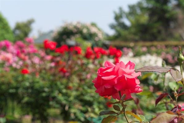 SONY E 50mm F1.8 OSS SEL50F18投稿画像・動画 - 価格.com