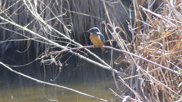 パナソニック LUMIX DMC-FZ300で撮影された写真 (レビュー) - 価格.com