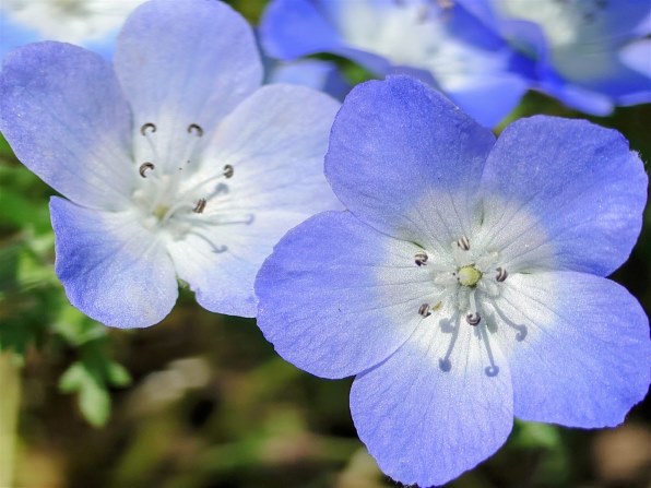 SONY Xperia 1 VI SO-51E docomo [プラチナシルバー]投稿画像・動画