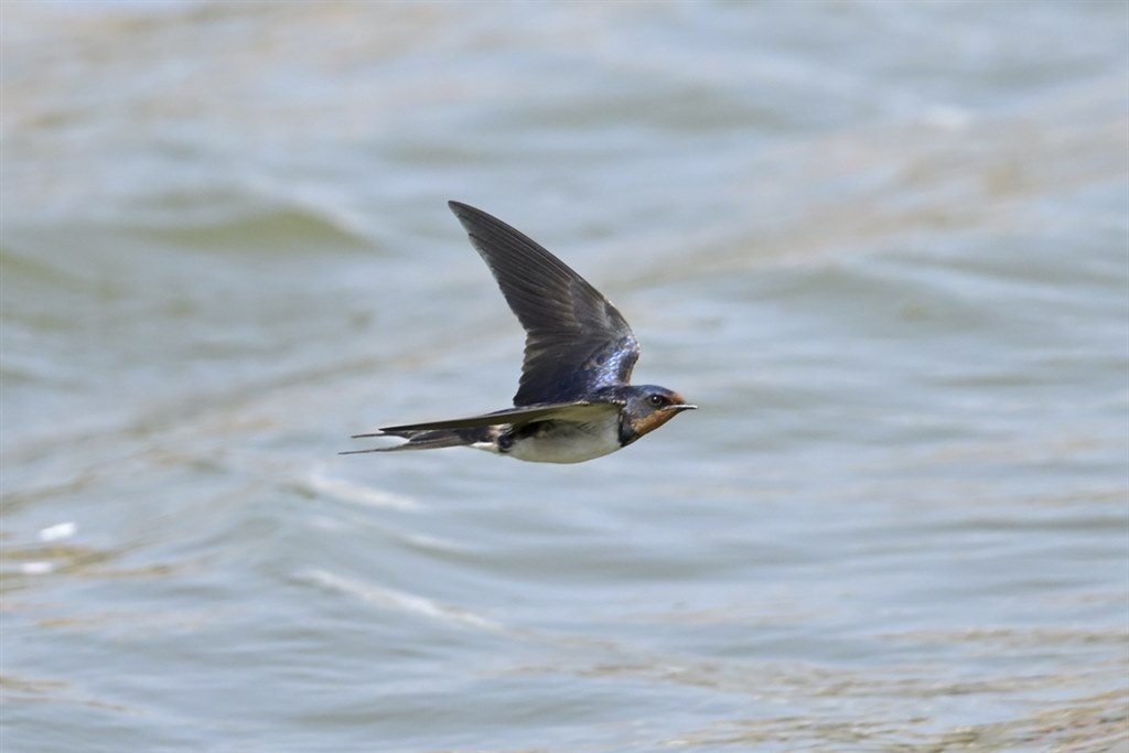 2年間、野鳥の飛翔撮影で使ってみての感想』 ニコン Z 8 ボディ マクロ