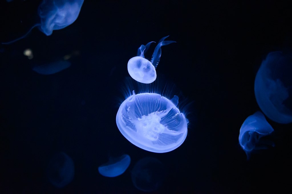 DXで暗所撮影ができて、玉ボケがきれいな単焦点』 ニコン NIKKOR