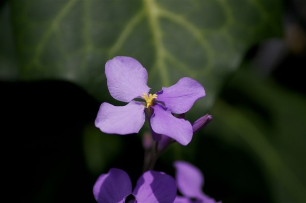 SONY DT 55-200mm F4-5.6 SAM SAL55200-2 価格比較 - 価格.com