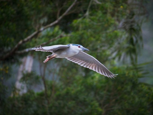 パナソニック LUMIX G VARIO 100-300mm/F4.0-5.6 II/POWER O.I.S. H