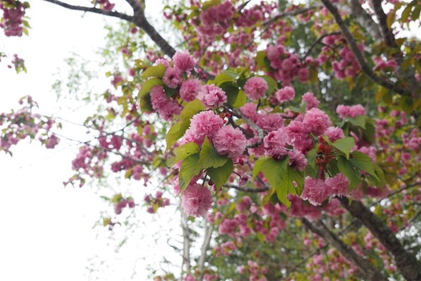 オリンパス M.ZUIKO DIGITAL ED 14-150mm F4.0-5.6 IIで撮影された写真