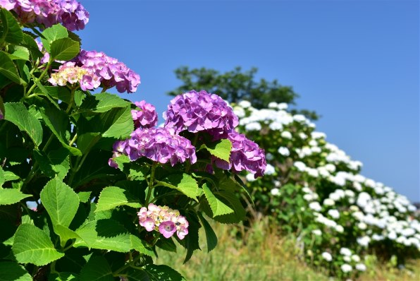 ニコン AF-P DX NIKKOR 18-55mm f/3.5-5.6G VR レビュー評価・評判