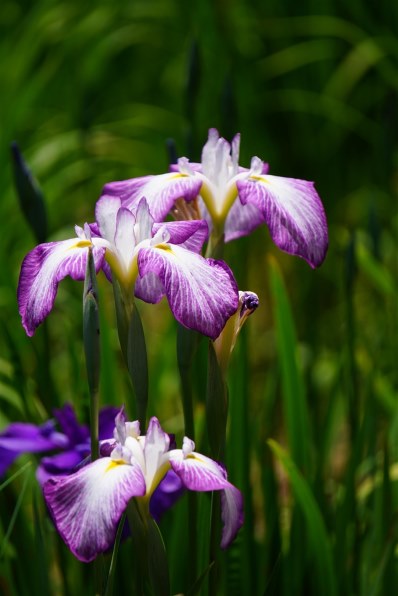 6月5日限定お値下げ♪【大人気】SONY E 55-210mm OSS 20140212204354_3_.jpg