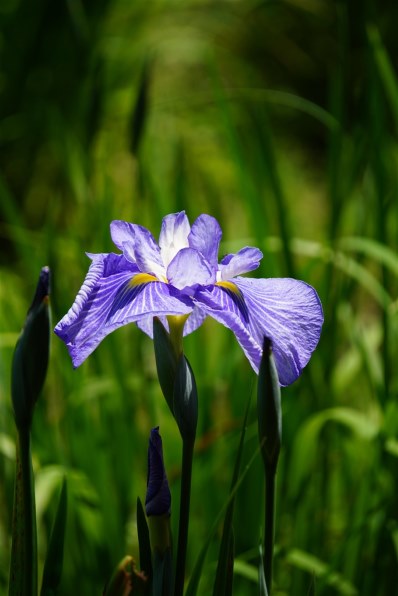6月5日限定お値下げ♪【大人気】SONY E 55-210mm OSS 6月5日限定お値下げ♪【大人気】SONY E 55-210mm OSS