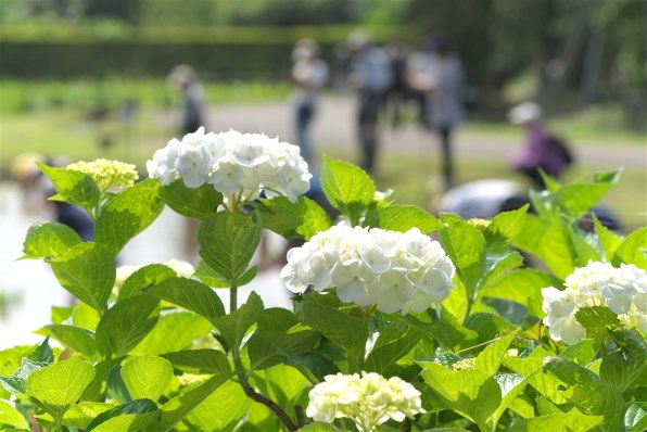 CANON EF135mm F2L USM レビュー評価・評判 - 価格.com