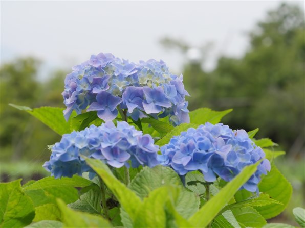 パナソニック LUMIX G X VARIO PZ 45-175mm/F4.0-5.6 ASPH./ POWER