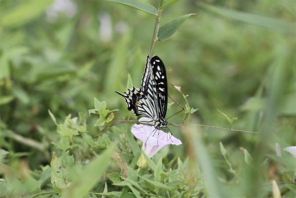 CANON EF100mm F2.8 マクロ USM投稿画像・動画 - 価格.com
