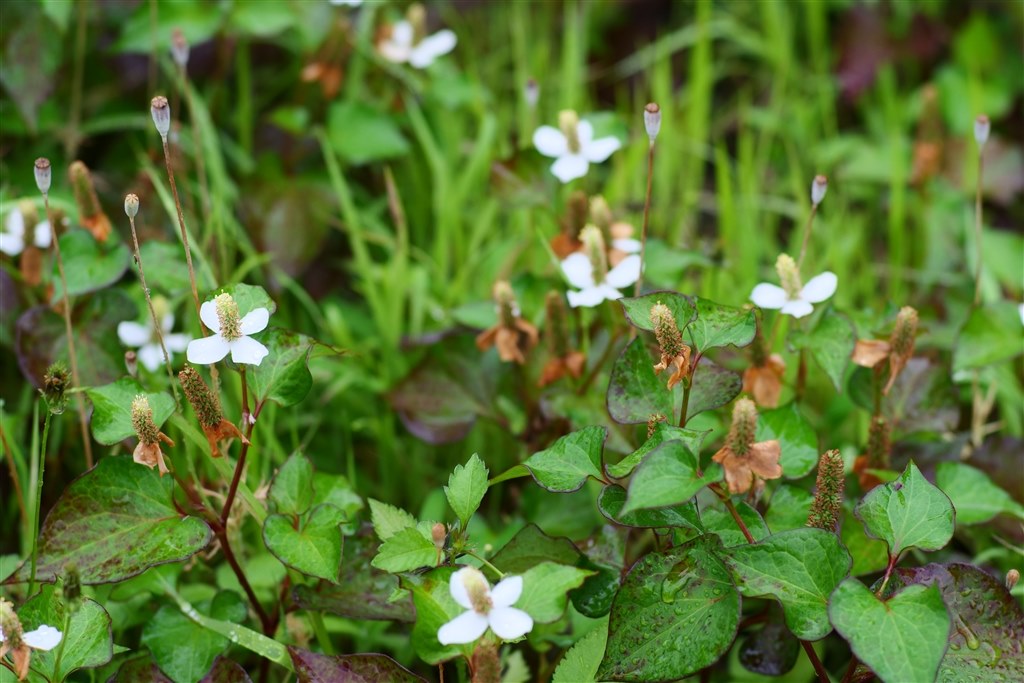 コスパで満足』 SG-image 50mm F1.4 [マイクロフォーサーズ用] dhebbs