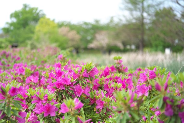 アポランター　再購入用 楽天市場】フォクトレンダー apo-lanthar 50mm f2 aspherical