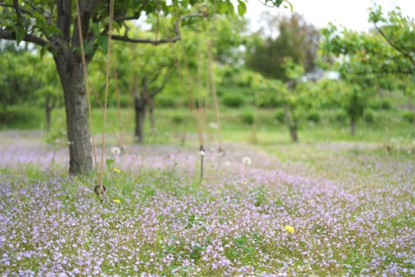 コシナ フォクトレンダー APO-LANTHAR 50mm F2 Aspherical [ニコンZ用