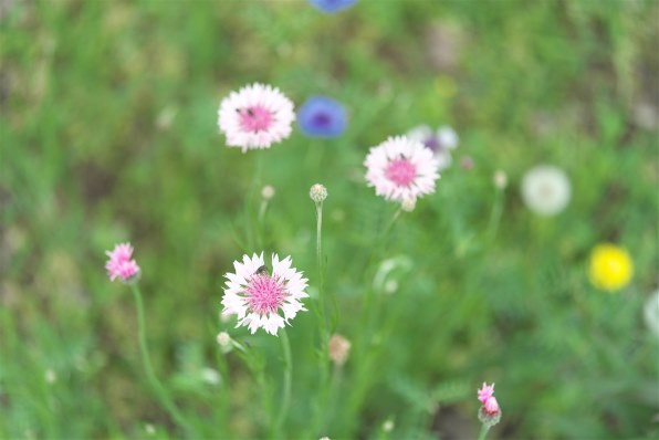 作例あり。コシナフォクトレンダー　50mmF2 コシナ フォクトレンダー APO-LANTHAR 50mm F2 Aspherical [ニコンZ用