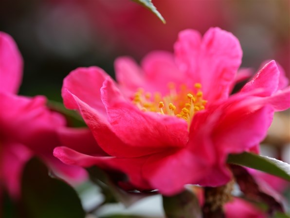 【極美品】LUMIX S 100mm F2.8 Macro【作例あり】 パナソニック LUMIX S 100mm F2.8 MACRO S-E100で撮影された写真