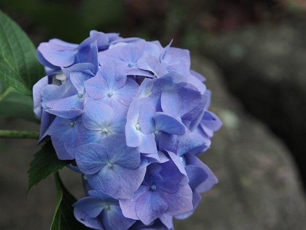 オリンパス M.ZUIKO DIGITAL ED 40-150mm F2.8 PROで撮影された写真