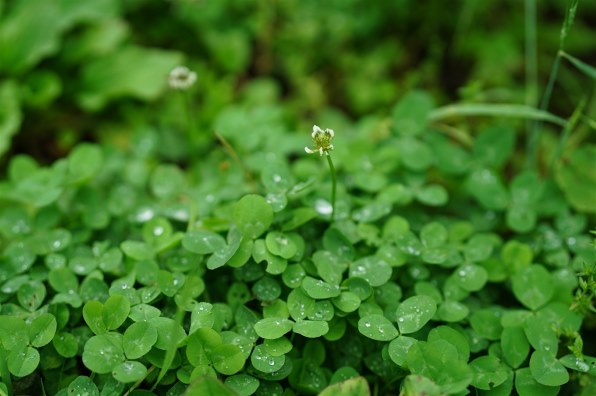 SONY Planar T* FE 50mm F1.4 ZA SEL50F14Z投稿画像・動画 (レビュー